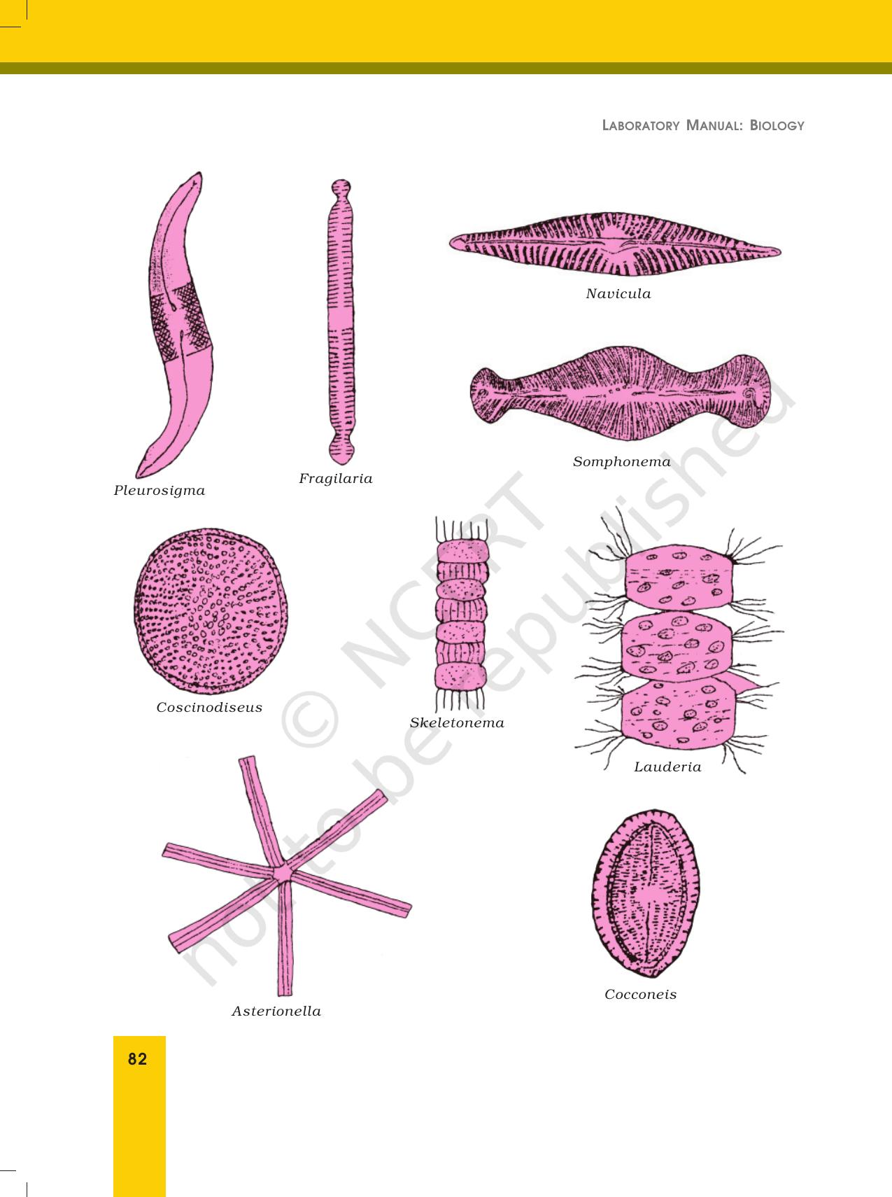 NCERT Laboratory Manuals for Class XII Biology - Exercise 21 - Page 8