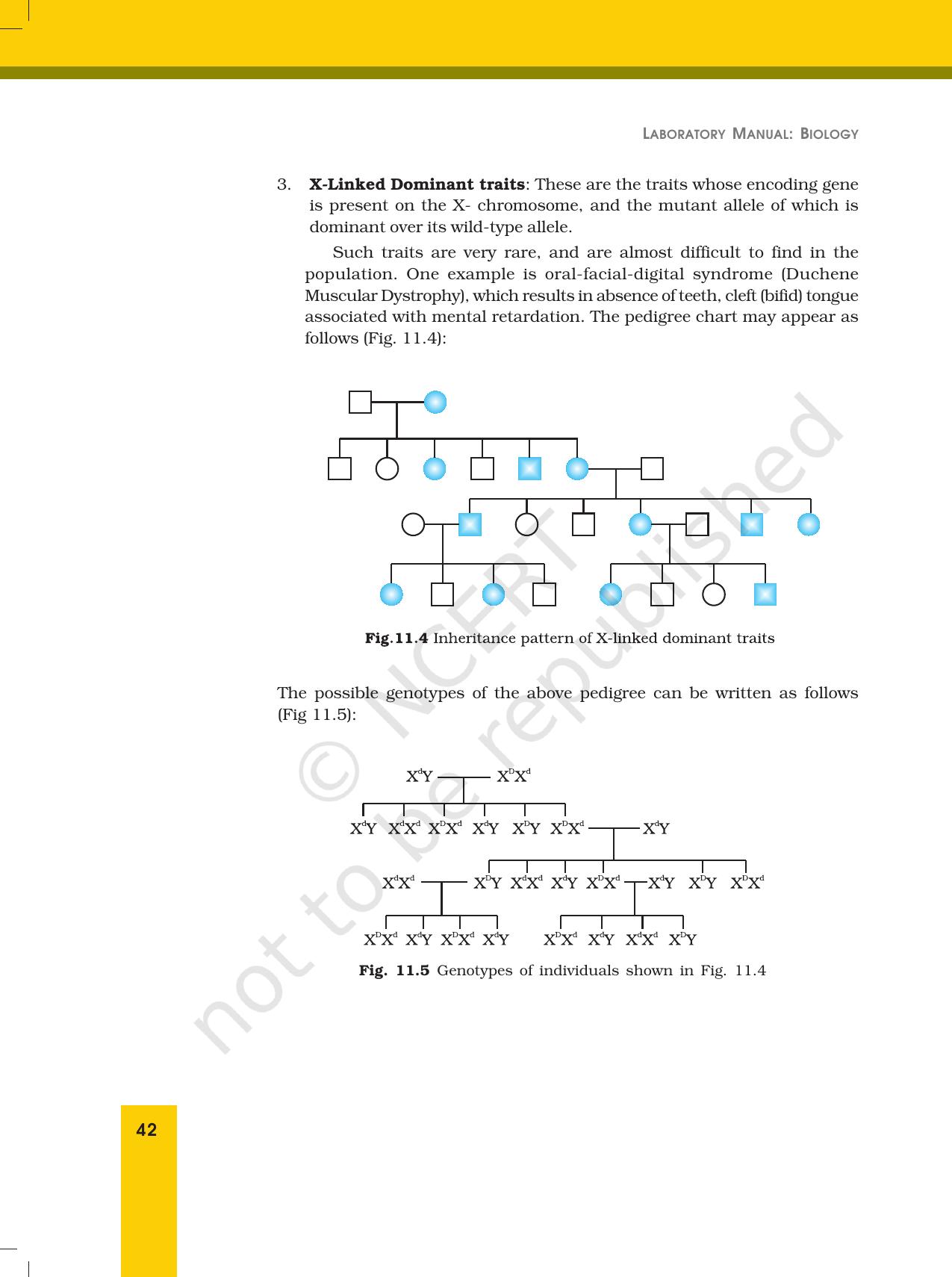 NCERT Laboratory Manuals for Class XII Biology - Exercise 11 - Page 4