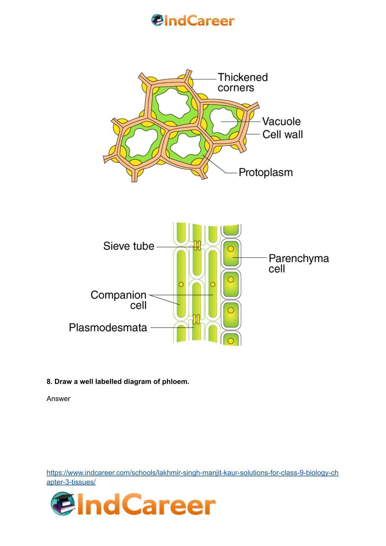 Lakhmir Singh Manjit Kaur Solutions for Class 9 Biology: Chapter 3- Tissues - Page 4