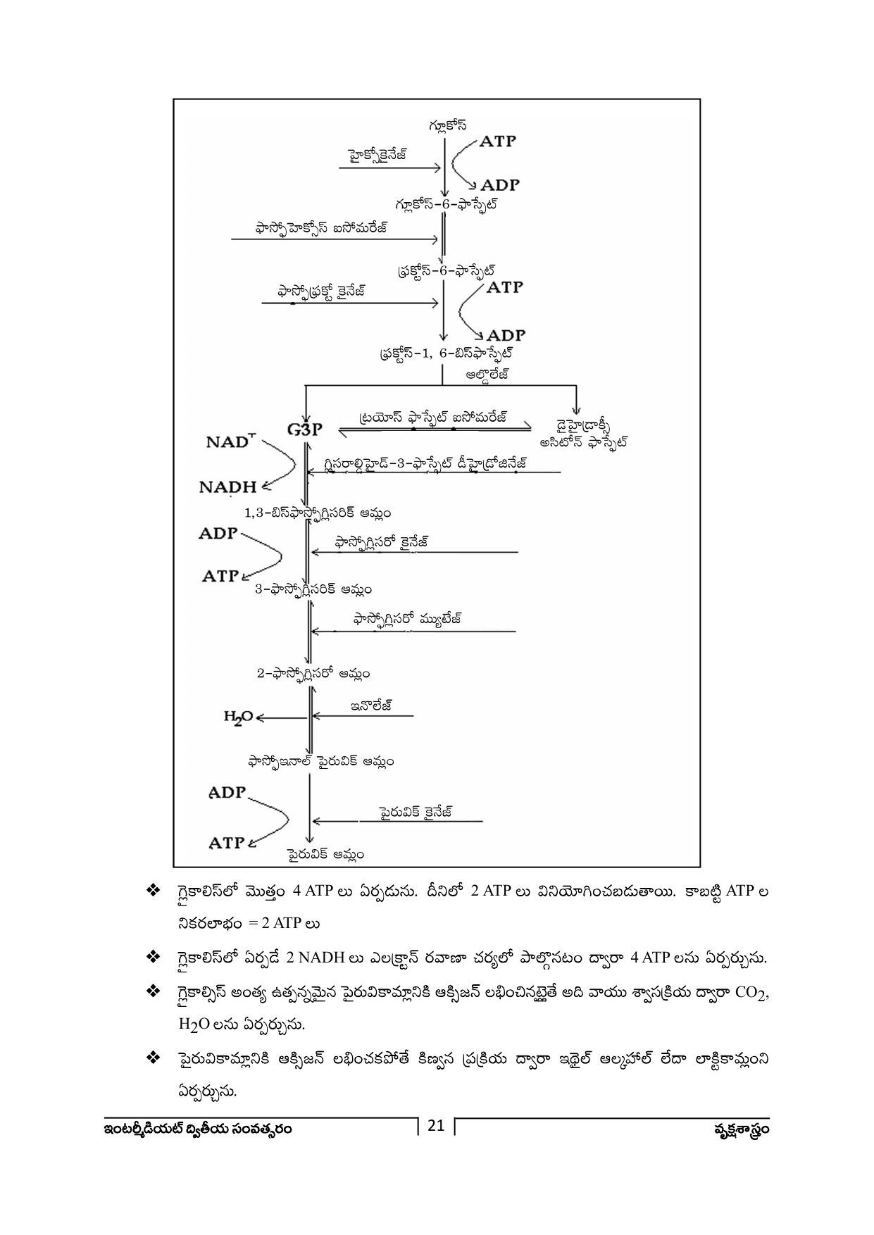 TS SCERT Inter 2nd Year Botany Path 1 (Telugu Medium) Text Book - Page 22