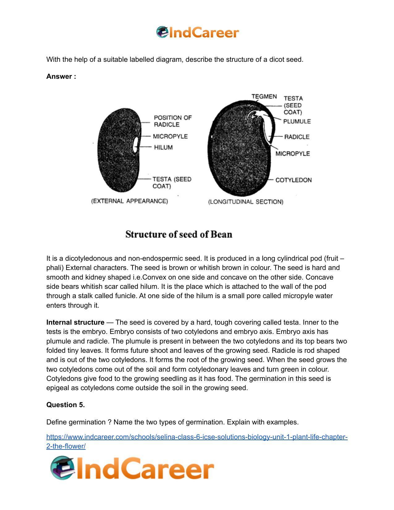 Selina Class 6 ICSE Solutions Biology (Unit 1) - Plant Life: Chapter 2- The Flower - Page 13