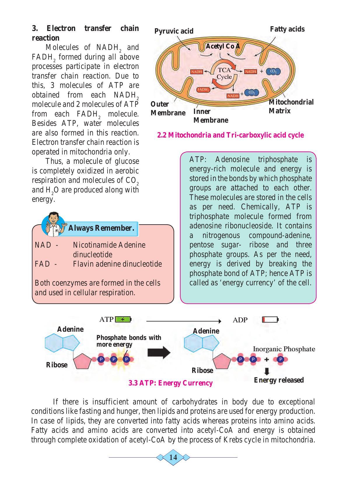Maharashtra Board Class 10 Science (Part 2) Textbook - Page 24
