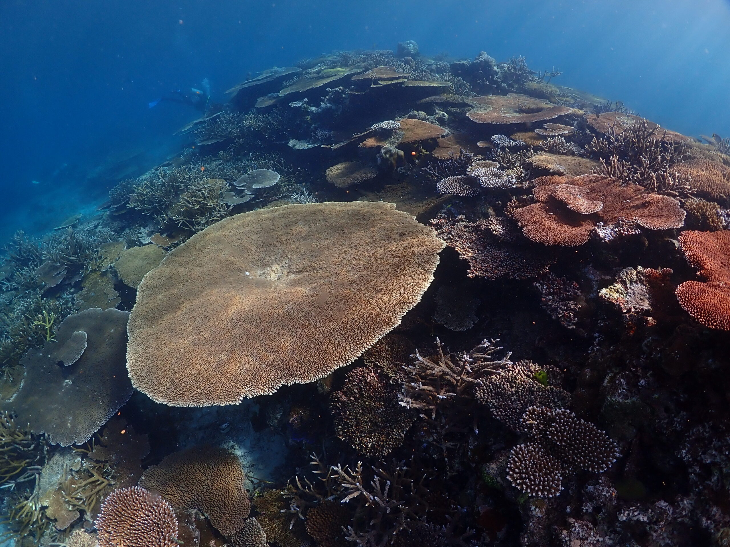Is This The End Of Coral Reef'S Onlyfans Career? - n7ur95a