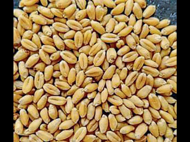 Punjab Agricultural University Innovates New Wheat Variety to Boost Immunity and Nutrition