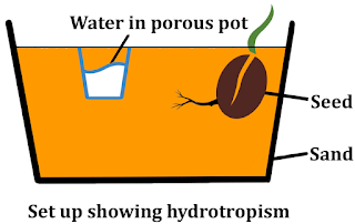 NCERT Solutions for Class 10th Science: Chapter 7 Control and Coordination Que. 5