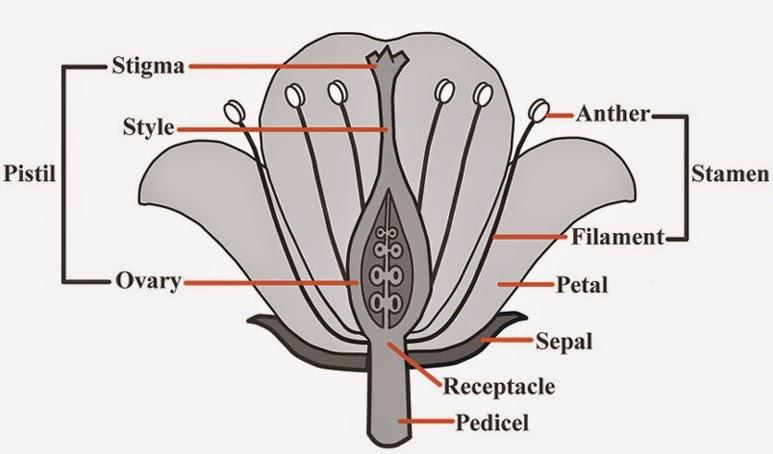 NCERT Solutions for Class 10th Science: Chapter 8 How do Organisms Reproduce? Que. 7