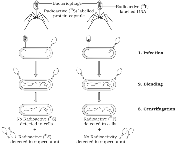 Hershey and Chase experiment NCERT Solutions for 12th Class Biology: Chapter 6-Molecular Basis of Inheritance Que.7