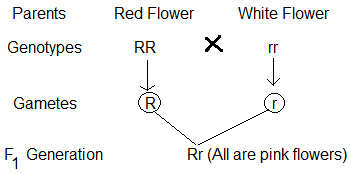 Incomplete Dominance NCERT Solutions for 12th Class Biology: Chapter 5-Principle and Inheritance of variation Que.13