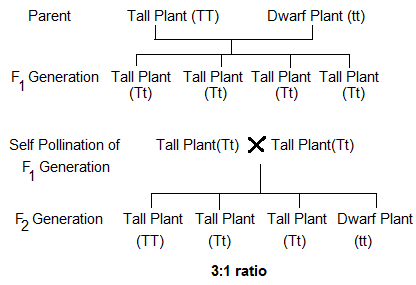 Law of Dominance NCERT Solutions for 12th Class Biology: Chapter 5-Principle and Inheritance of variation Que. 3