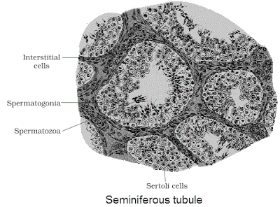 Seminiferous tubules NCERT Solutions for 12th Class Biology: Chapter 3-Human Reproduction