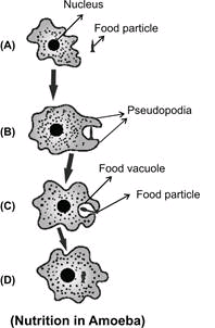 How Amoeba obtain its food NCERT Solutions for 9th Class Science : Chapter 5 The Fundamental Unit of Life Que.7