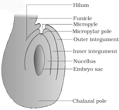 Angiosperm ovule NCERT Solutions for 12th Class Biology: Chapter 2-Sexual reproduction in flowering plants