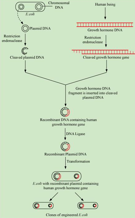 NCERT Solutions for 12th Class Biology: Chapter 12-Biotechnology and its Applications Que. 6