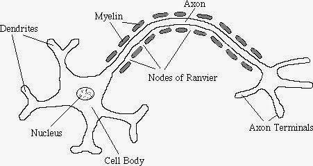 NCERT Solutions for 9th Class Science : Chapter 6 Tissues Que. 9