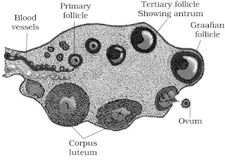 Diagram of section through ovary NCERT Solutions for 12th Class Biology: Chapter 3-Human Reproduction