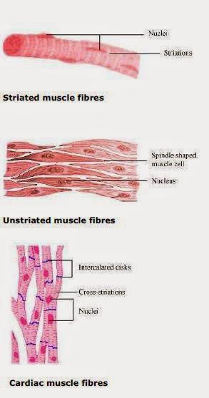 Difference between three muscle fibres NCERT Solutions for 9th Class Science : Chapter 6 Tissues Que. 6