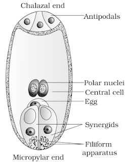 NCERT Solutions for 12th Class Biology: Chapter 2-Sexual reproduction in flowering plants