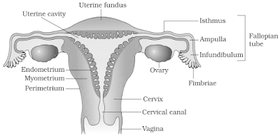 Female reproductive system NCERT Solutions for 12th Class Biology: Chapter 3-Human Reproduction