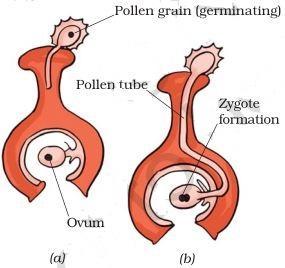 NCERT Solutions for 7th Class Science: Chapter 12-Reproduction in Plants