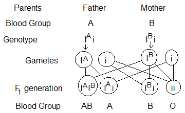 Genotypes of Parents NCERT Solutions for 12th Class Biology: Chapter 5-Principle and Inheritance of variation Que.12