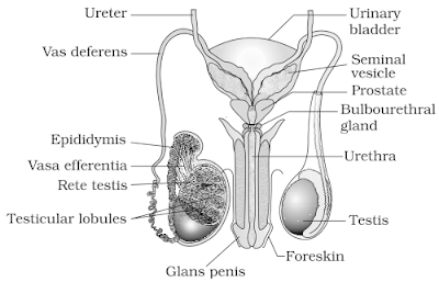 Male reproductive system NCERT Solutions for 12th Class Biology: Chapter 3-Human Reproduction