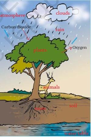 NCERT Solutions for 7th Class Science: Chapter 17-Forests: Our Lifeline