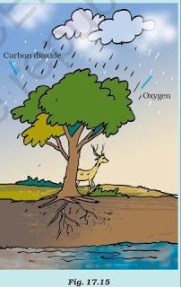 NCERT Solutions for 7th Class Science: Chapter 17-Forests: Our Lifeline