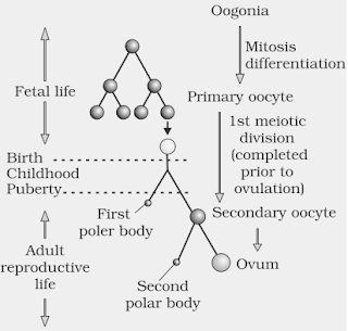 Oogenesis process NCERT Solutions for 12th Class Biology: Chapter 3-Human Reproduction