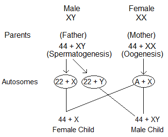 Sex Determination in Humans NCERT Solutions for 12th Class Biology: Chapter 5-Principle and Inheritance of variation Que.11