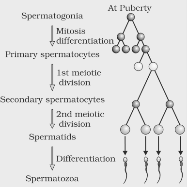 Spermatogenesis process NCERT Solutions for 12th Class Biology: Chapter 3-Human Reproduction