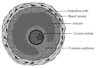 Diagram of Grafiaan follicle NCERT Solutions for 12th Class Biology: Chapter 3-Human Reproduction