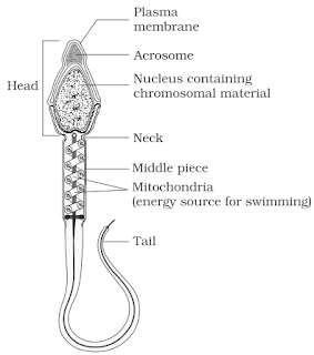 NCERT Solutions for 12th Class Biology: Chapter 3-Human Reproduction