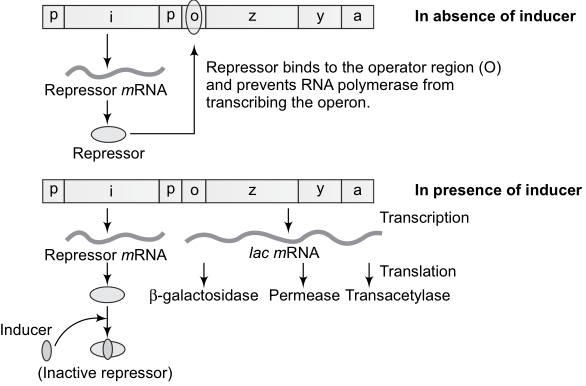 The lac person NCERT Solutions for 12th Class Biology: Chapter 6-Molecular Basis of Inheritance Que.10