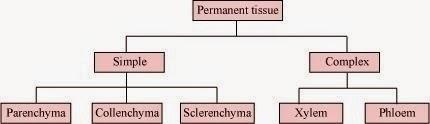 Answer 15 NCERT Solutions for 9th Class Science : Chapter 6 Tissues Que. 15