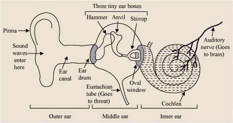 NCERT Solutions for 9th Class Science : Chapter 12 Sound Page No: 174 Que. 22