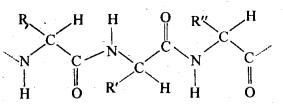 NCERT Solutions for 12th Class Chemistry:Chapter 14-Biomolecules Ex. 14.12