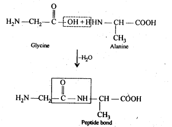 NCERT Solutions for 12th Class Chemistry:Chapter 14-Biomolecules Ex. 14.12