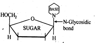 NCERT Solutions for 12th Class Chemistry:Chapter 14-Biomolecules Ex. 14.21