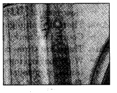 NCERT Solutions for 5th Class Environmental Studies Chapter 10-Walls Tell Stories