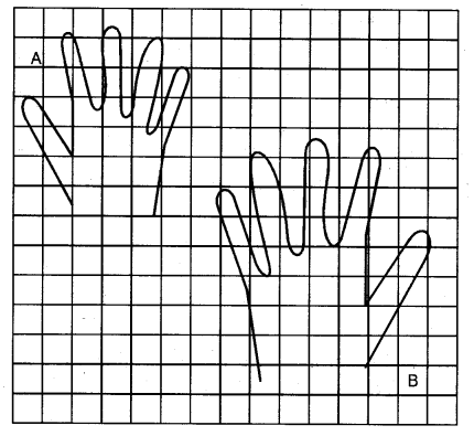 NCERT Solutions for 5th Class Maths Chapter 3-How Many Squares?