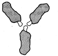 NCERT Solutions for 5th Class Maths Chapter 4-Parts And Wholes