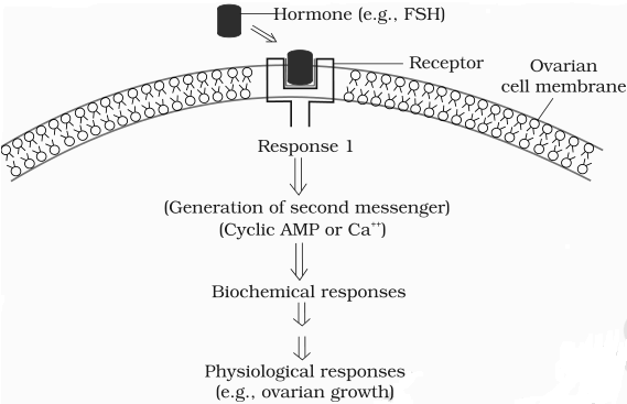 Action of FSH NCERT Solutions for 11th Class Biology: Chapter 22-Chemical Coordination and Integration Que. 8