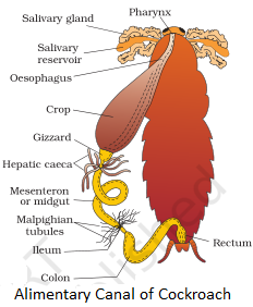 Alimentary Canal of Cockroach NCERT Solutions for 11th Class Biology: Chapter 7-Structural Organisation in Animals Que. 4
