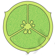 Axile placentation NCERT Solutions for 11th Class Biology: Chapter 5-Morphology of Flowering Plants Que. 10