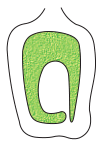 Basal placentation NCERT Solutions for 11th Class Biology: Chapter 5-Morphology of Flowering Plants Que. 10