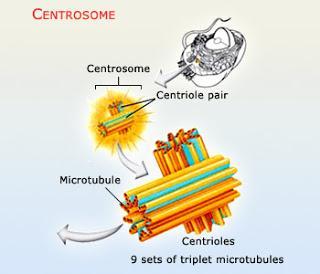 Centrosome NCERT Solutions for 11th Class Biology: Chapter 8-Cell : The Unit of Life Que. 13