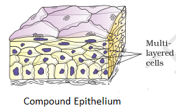 Compound Epithelium NCERT Solutions for 11th Class Biology: Chapter 7-Structural Organisation in Animals Que. 8