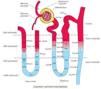 Counter current mechanism NCERT Solutions for 11th Class Biology: Chapter 19-Excretory Products and their Elimination Que. 5