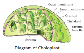 Diagram of Chloroplast NCERT Solutions for 11th Class Biology: Chapter 8-Cell : The Unit of Life Que. 7
