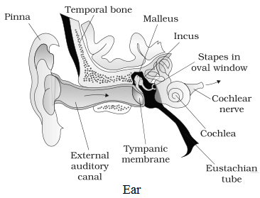Diagram of Ear NCERT Solutions for 11th Class Biology: Chapter 21-Neural Control and Coordination Que. 4